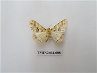 藏品(尺蛾120)的圖片